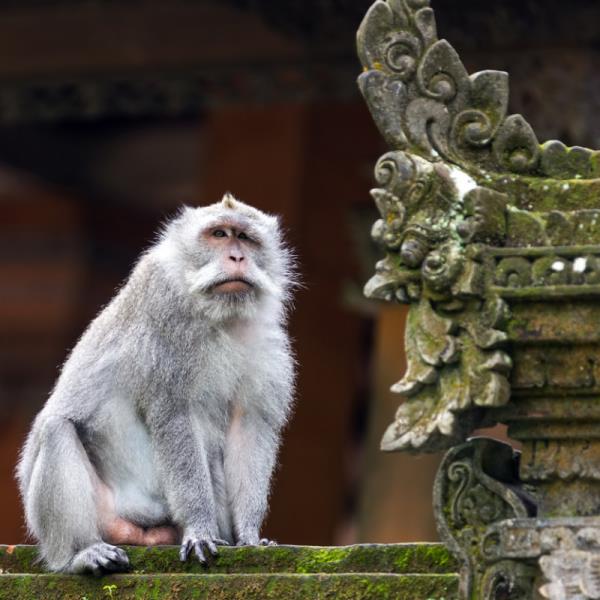 野生猴子在巴厘岛旅游餐厅制造混乱