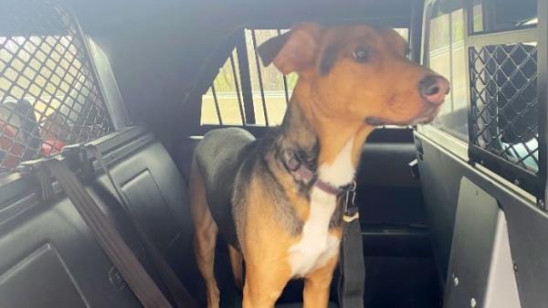 来认识一下梅布尔:401号高速公路上获救的狗现在可以被收养了