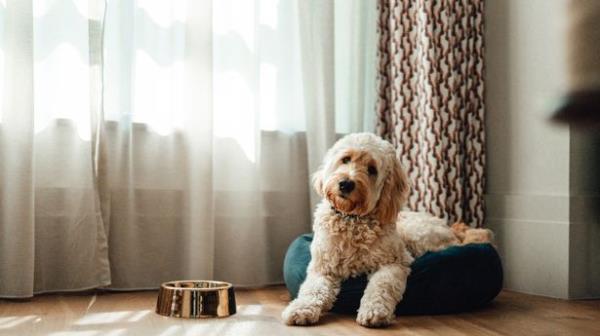 《世界新闻》:专家们分享了让你和你的宠物生病的常见狗床清洁错误