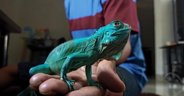 A baby exotic blue iguana in a person