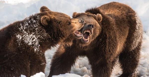 Polar Bear vs Grizzly - Two Grizzlies Battle